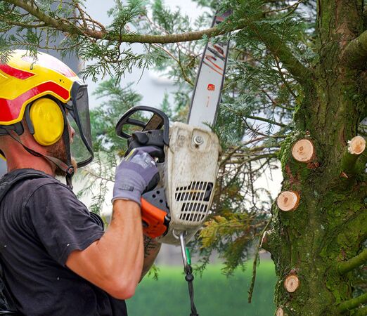 Kleve | Kranenburg: Baumarbeiten sägen