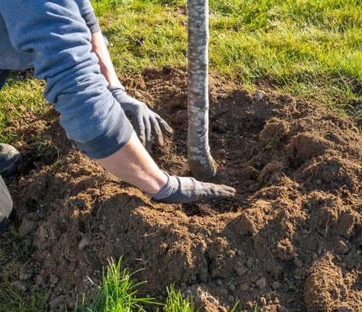 Kleve | Kranenburg: Baumarbeiten pflanzen